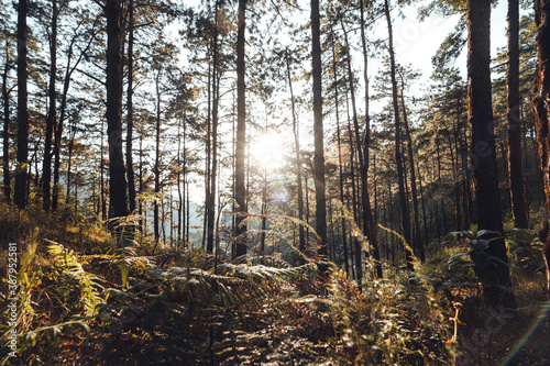 In the forest  trees with warm light in the evening.