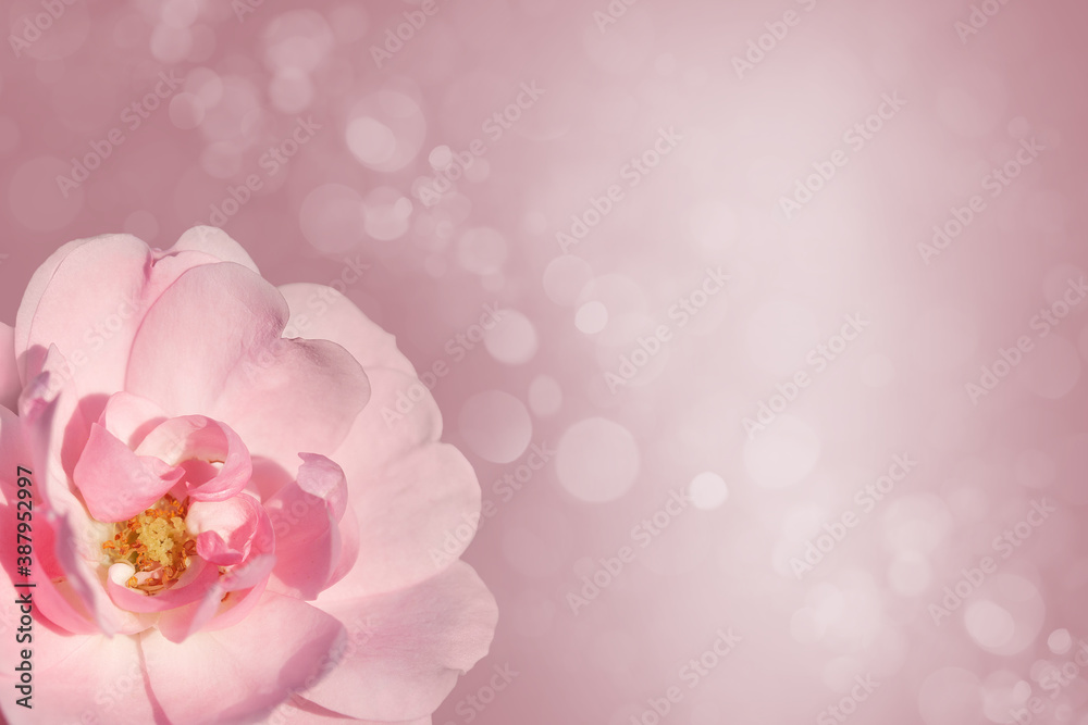 background with pink rose and sparkles