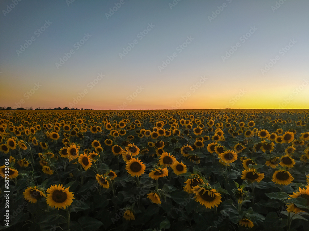 Fototapeta premium sunflower field at sunset