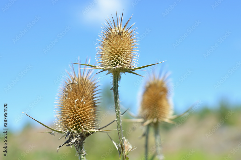 Selective focus shot of three wild teasel plants Selective focus shot of three wild teasel plants