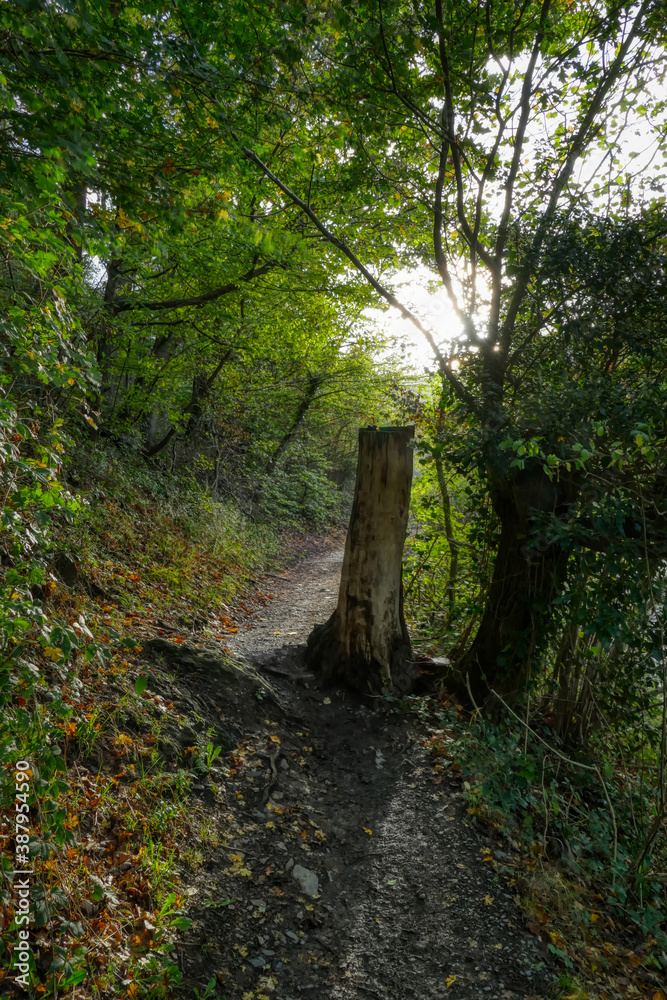 Fototapeta premium Wanderweg im Wald Rur-Staubecken in der Eifel