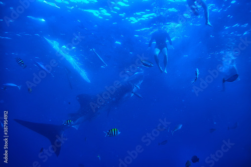 snorkeling whale shark / Philippines, diving with sharks, underwater scene
