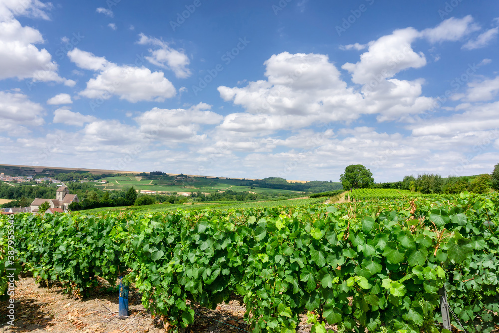Row vine grape in champagne vineyards at montagne de reims countryside village background, Reims, France