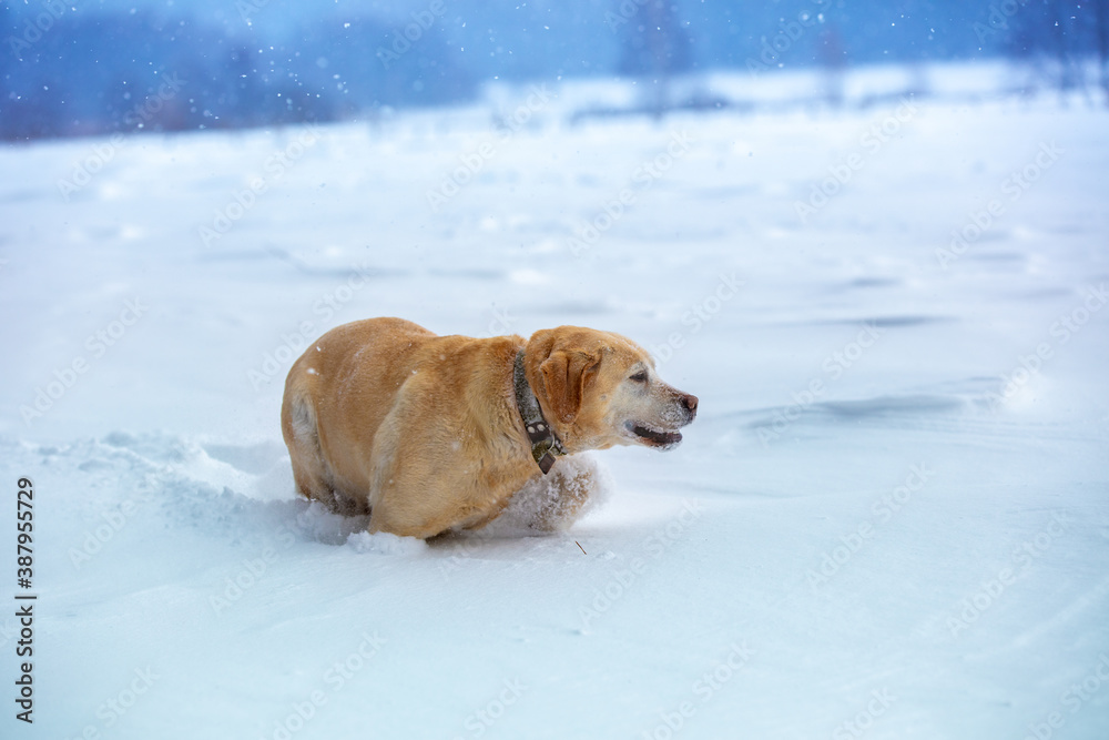 Labrador retriever dog walking outdoors in winter snowy field
