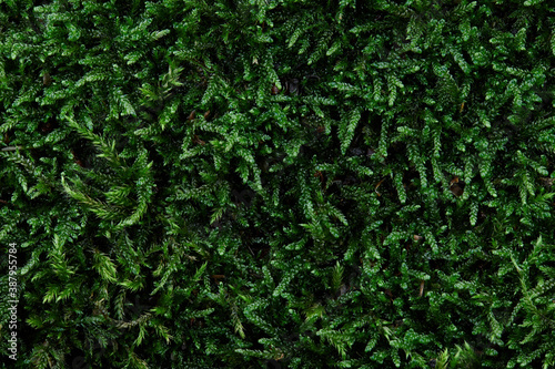 Green moss texture background