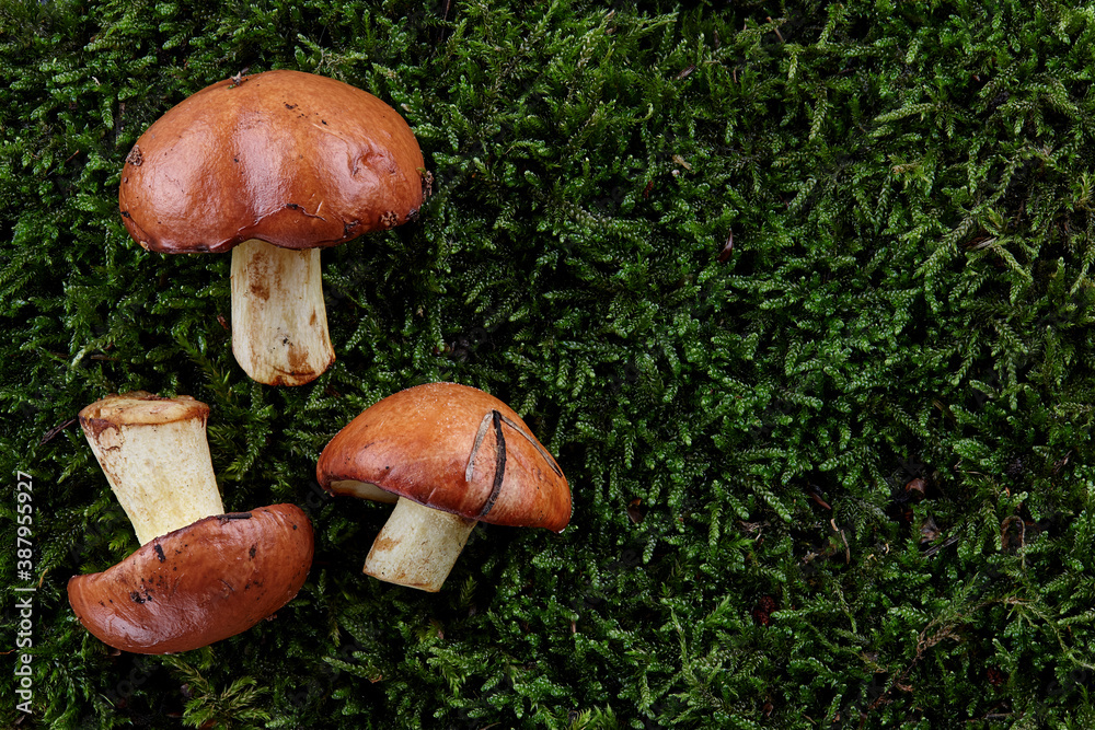 Slippery jacks on green moss background Slippery jacks on green moss background