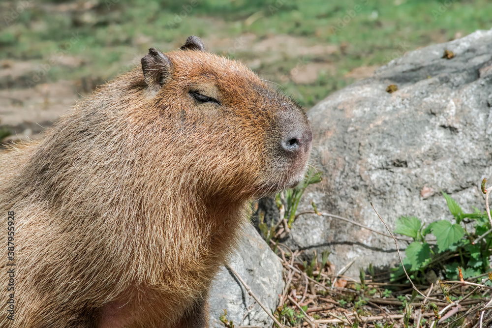 Сapybara (Hydrochoerus hydrochaeris) Сapybara (Hydrochoerus hydrochaeris)