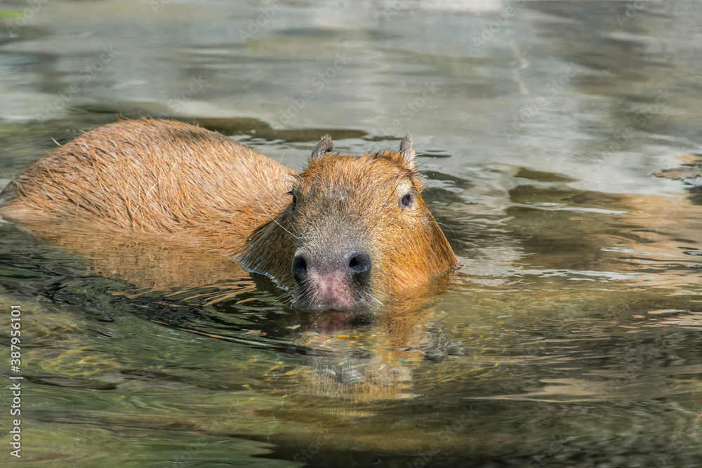 Сapybara (Hydrochoerus hydrochaeris) Сapybara (Hydrochoerus hydrochaeris)