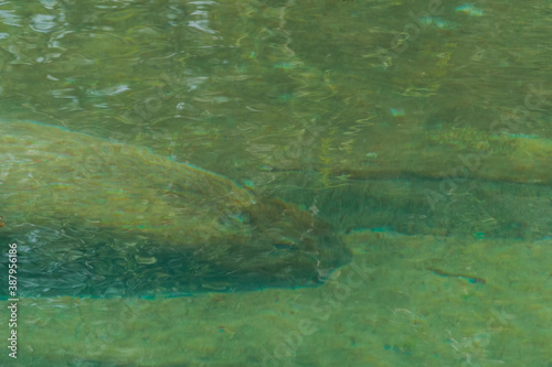 Сapybara (Hydrochoerus hydrochaeris) under water