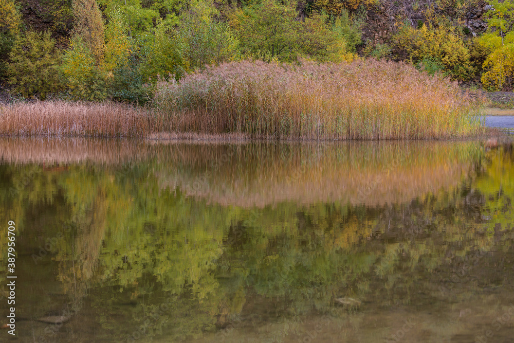 Fototapeta premium Brown and yellow reed and trees mirroring in a little lake in autumn