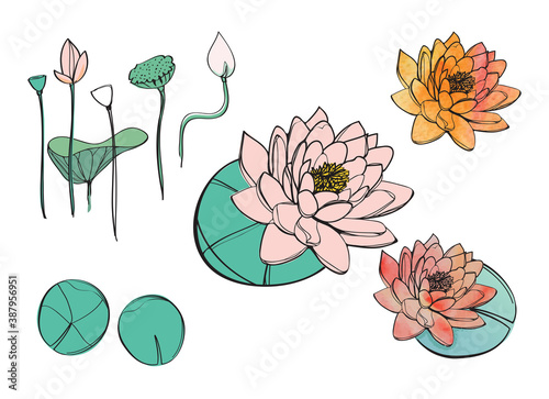 Hand drawn vector watercolour flowers, water lily or lotus  for illustration or yoga studio.