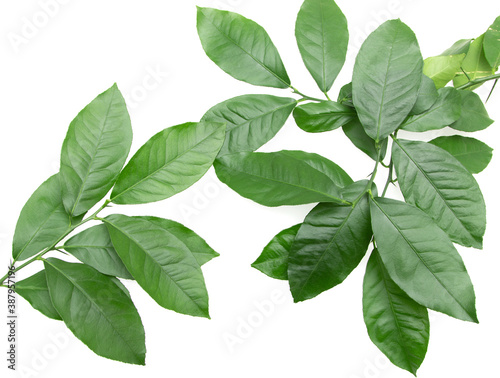green branches with lemon leaves on white background