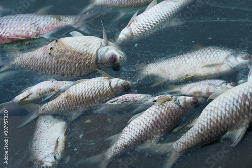 Photography dead body of fish floating on blue natural water lake environment pollution back