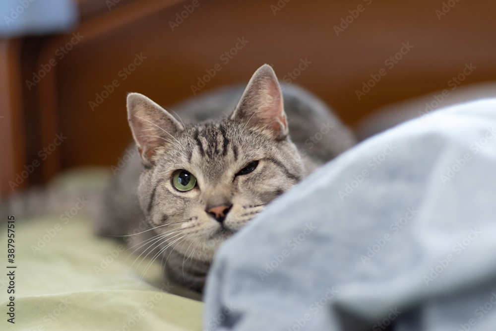 Naklejka premium ウインクする猫 サバトラ猫