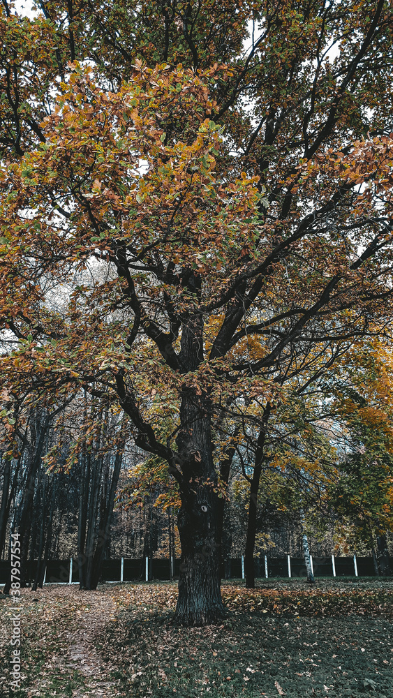 autumn in the park