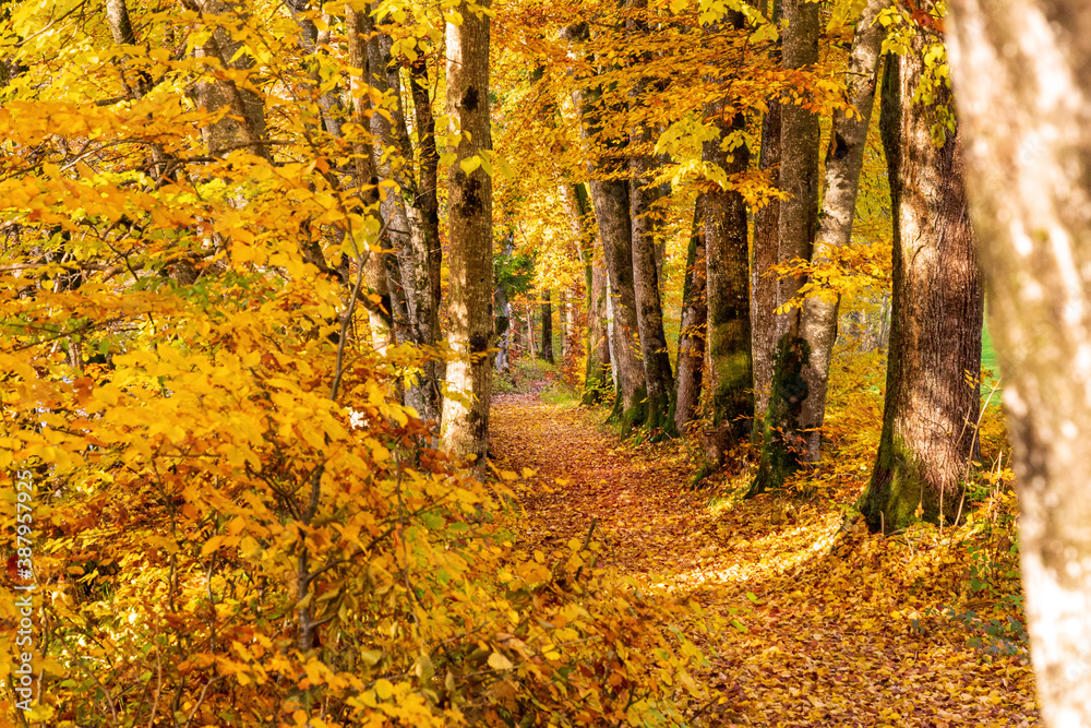 Fototapeta premium Weg - Herbst - Bäume - Allgäu - Laub