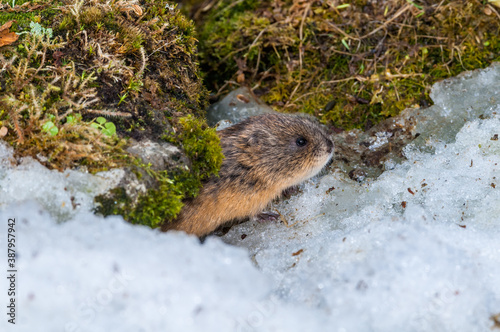 North American Brown Lemming (Lemmus trimucronatus) St. George Island, Alaska, USA photo