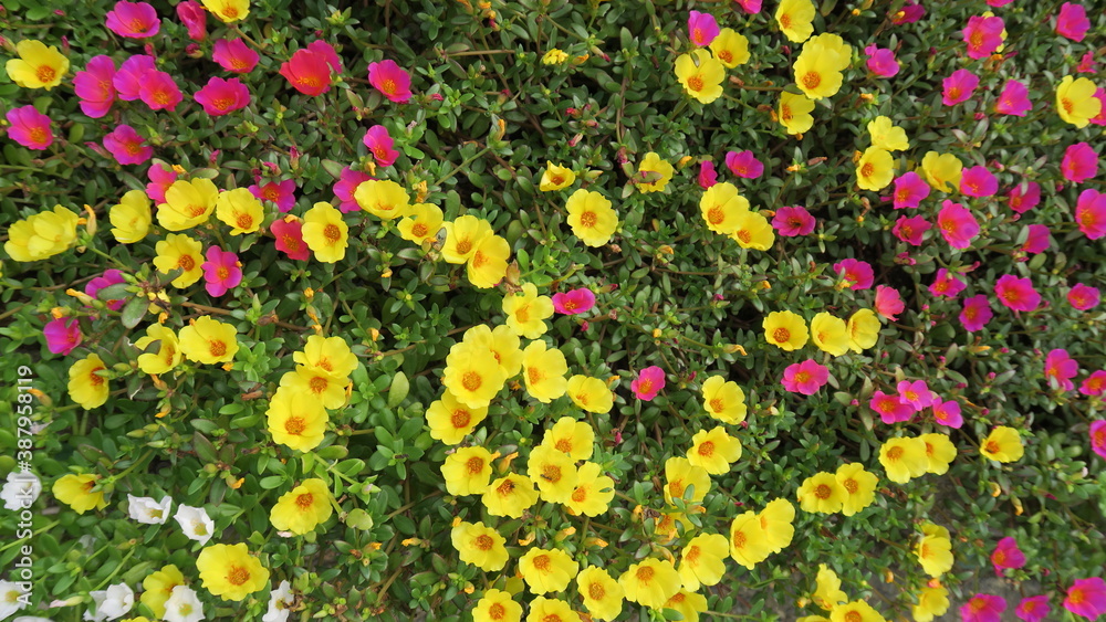 夏の花壇に咲くハナスベリヒユ