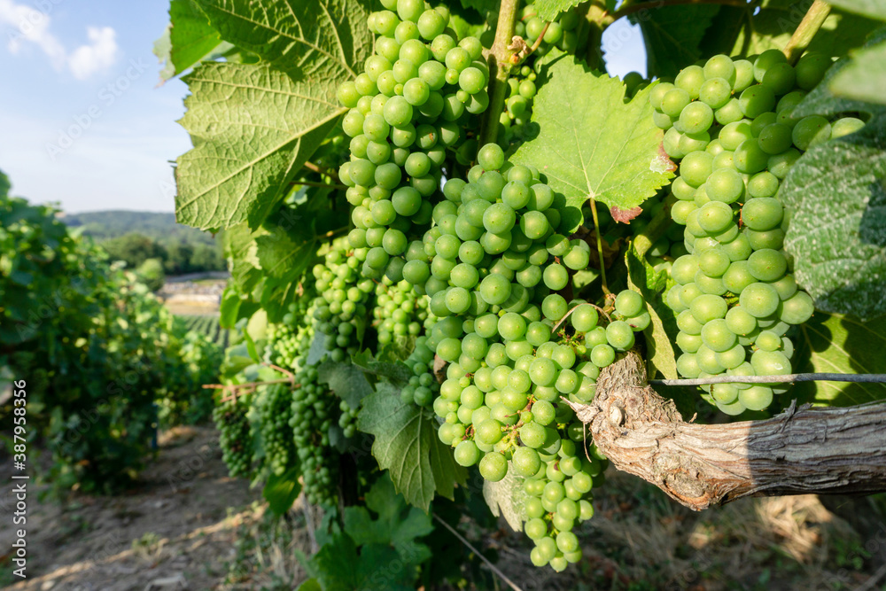 Close up vine green grape in champagne vineyards at montagne de reims countryside village background, Reims, France Close up vine green grape in champagne vineyards at montagne de reims countryside village background, Reims, France