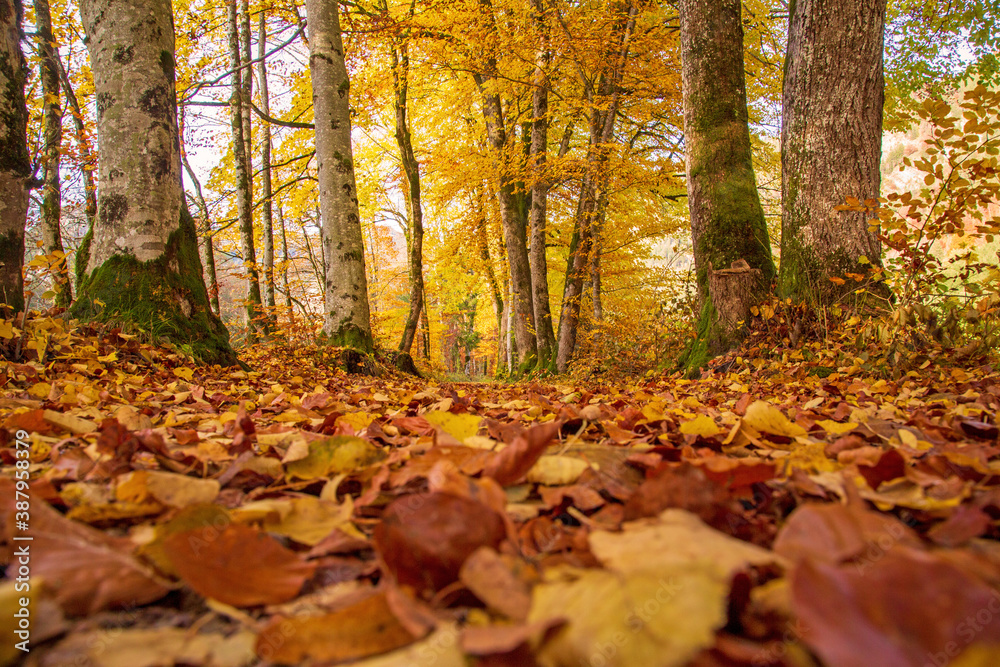 Herbst - Laub - Weg - Bäume - leuchtend Herbst - Laub - Weg - Bäume - leuchtend