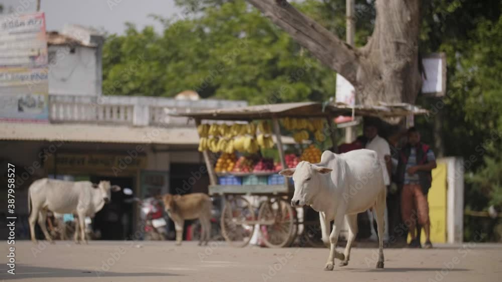 A white Indian cow is walking on the streets in front of street food market stand 4K