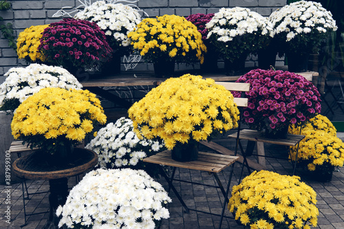 White, pink, red or yellow chrysanthemum plants bloom in flower shop. Bushes of burgundy chrysanthemums garden or park outdoor. Autumn decorations