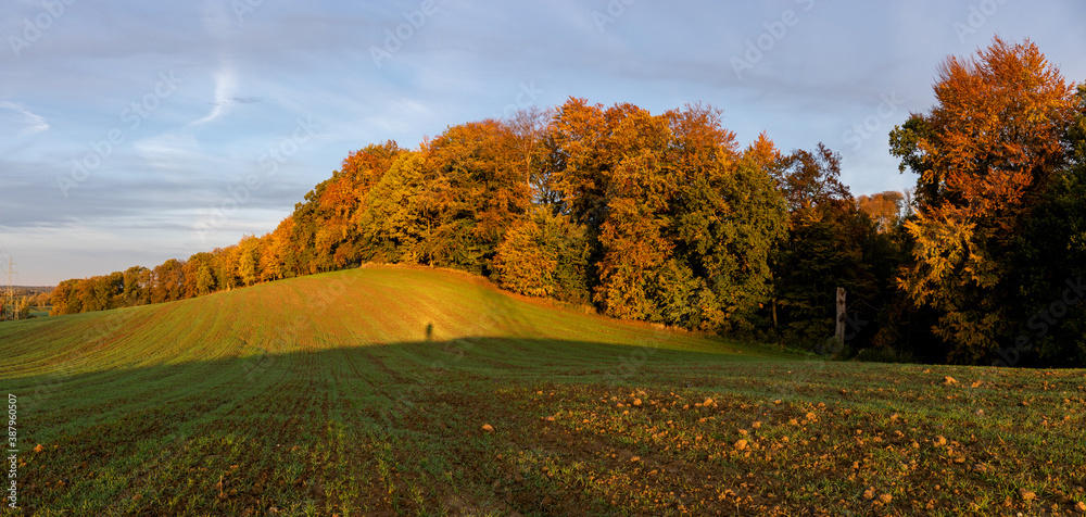 Panorama of a green field with an autumn forest in the background