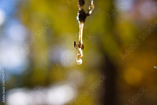 滴る樹液 © Junoreda