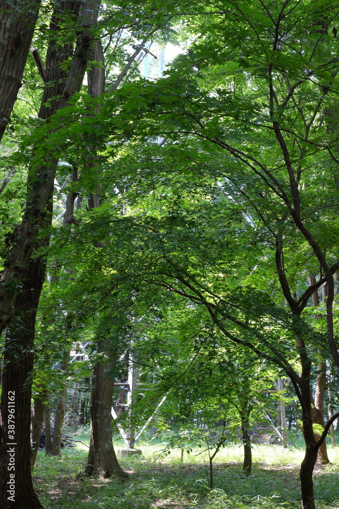 日本の埼玉県、初夏の平林寺の美しい自然の風景