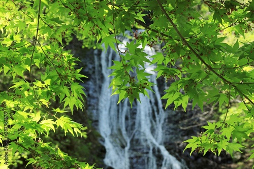 新緑に包まれる滝 (埼玉県・丸神の滝)(日本の滝)
