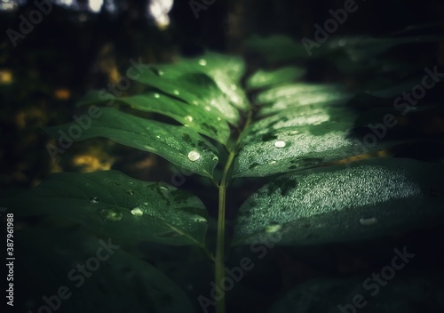 leaf in the rain
