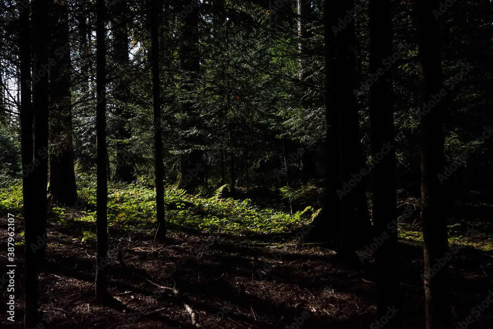 Fototapeta premium Licht im Wald 