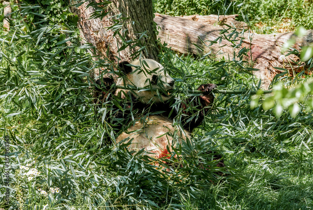 Fototapeta premium Giant Panda (Ailuropoda melanoleuca)