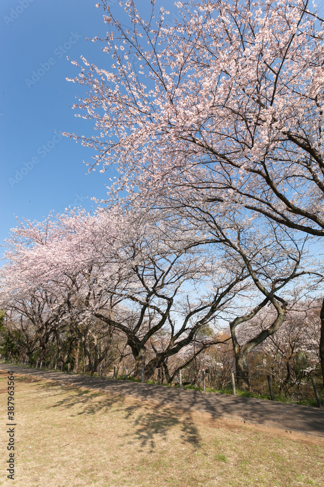 保土ヶ谷公園（神奈川県横浜市）