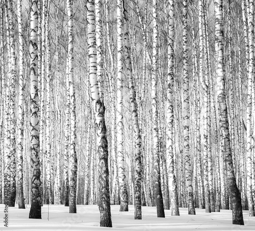 Winter birch grove in sunlight black and white