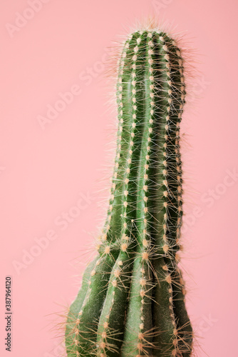 Cactus close up