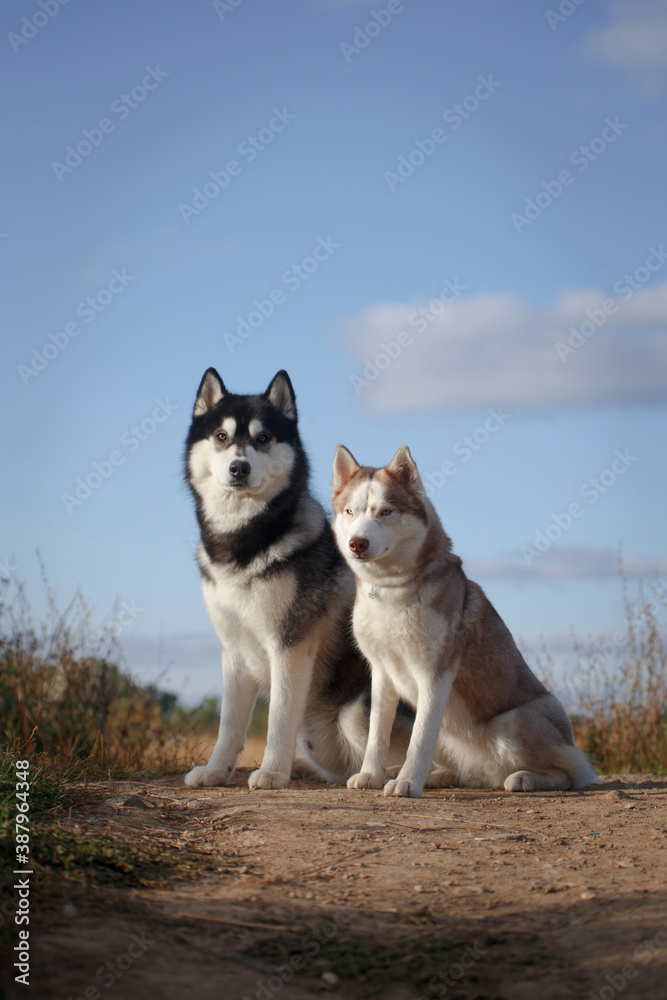 Husky dog couple in good summer weather