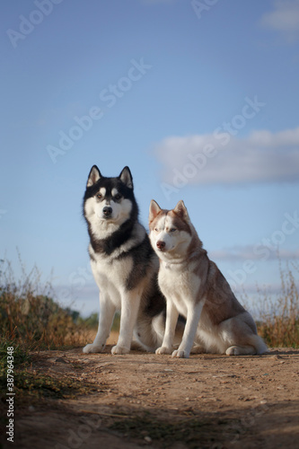 Husky dog couple in good summer weather © katamount