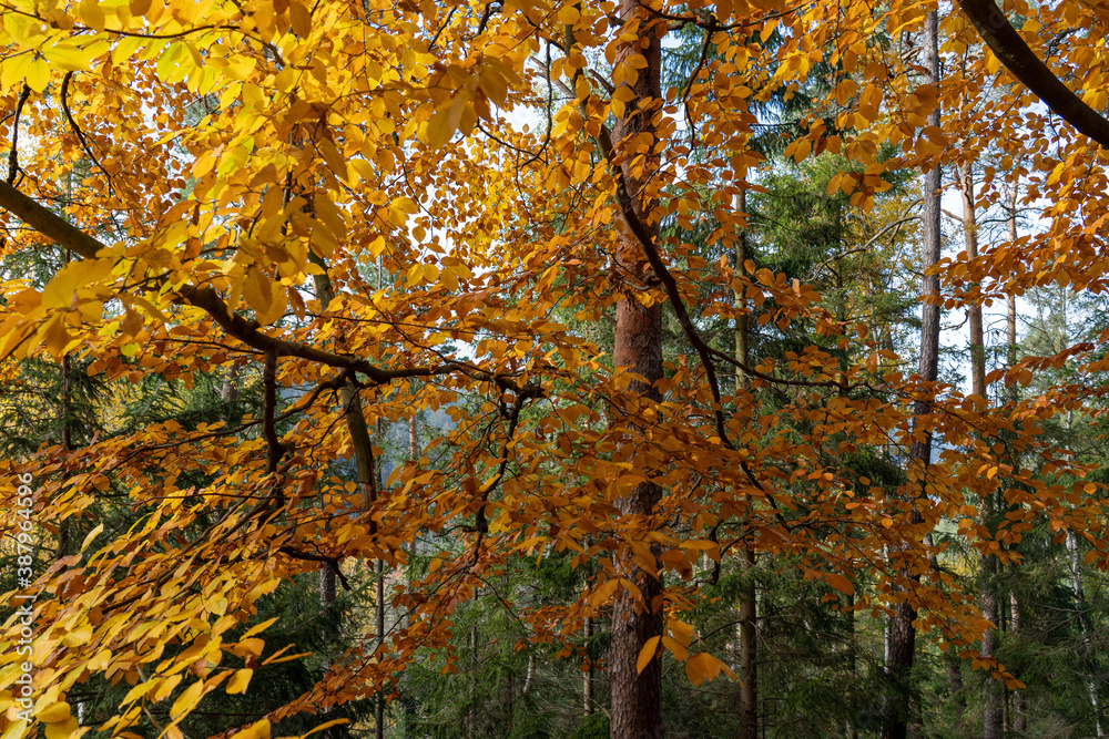 Herbst Sächsische Schweiz Sachsen Blätter Felsen Wald Weg Spazieren Spaziergang Autumn Herbst Sächsische Schweiz Sachsen Blätter Felsen Wald Weg Spazieren Spaziergang Autumn