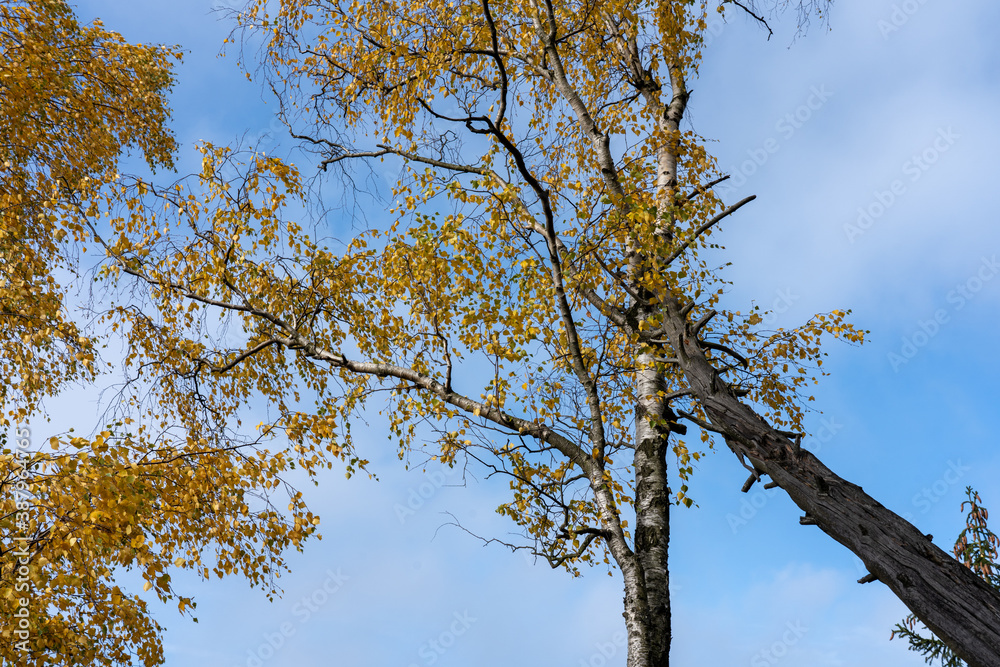 Obraz premium Herbst Sächsische Schweiz Sachsen Blätter Felsen Wald Weg Spazieren Spaziergang Autumn
