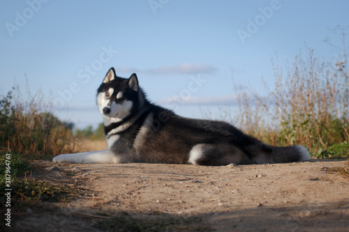 Laying adorable husky looking at us