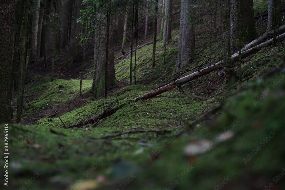 Obraz premium Waldweg