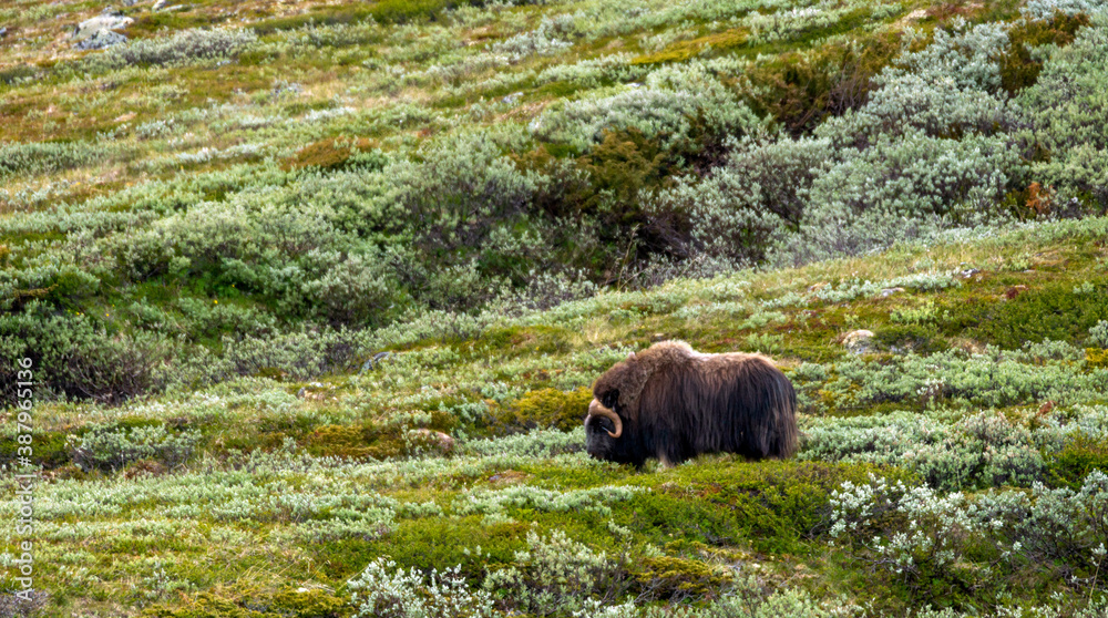 Musk ox in dovre national park in Norway. Wildlife and animal concept.