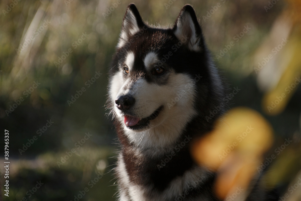 Portrait of a husky dog amidst autumn leaves Portrait of a husky dog amidst autumn leaves