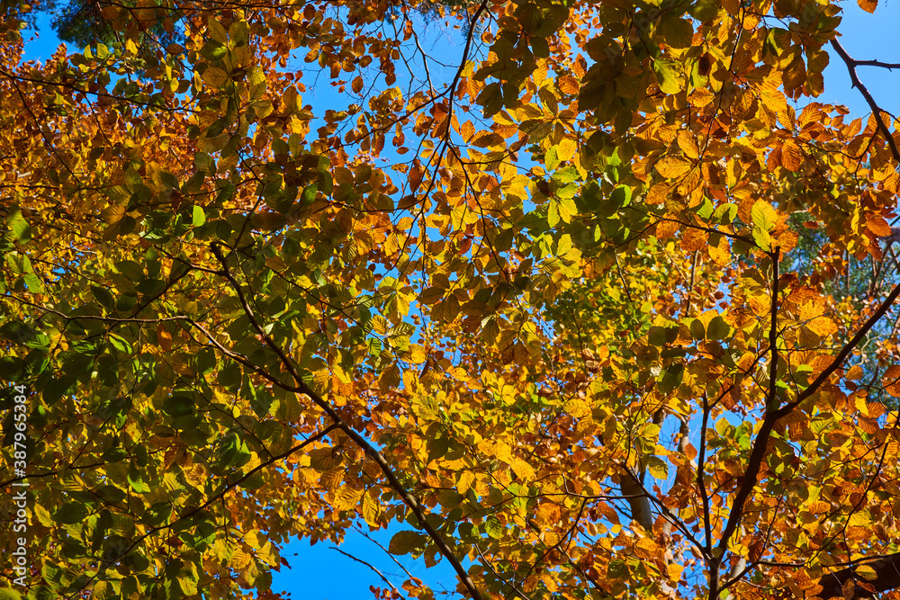 View to the treetops in the autumn forest View to the treetops in the autumn forest
