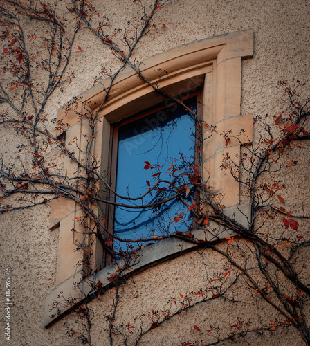 Window in Art Nouveau style with virginia creeper on a wall