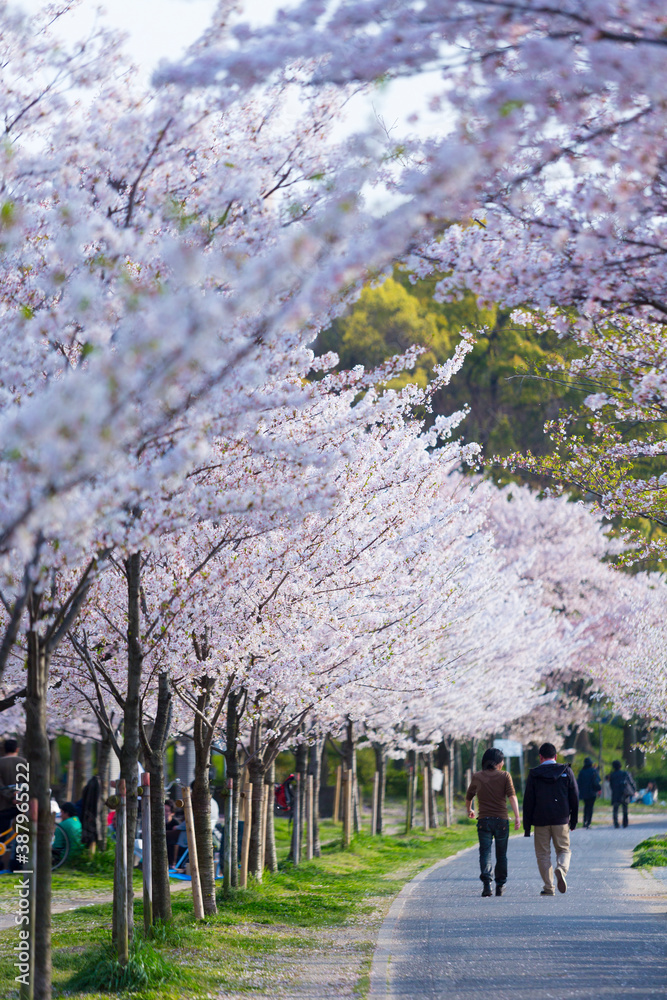 大川の桜並木