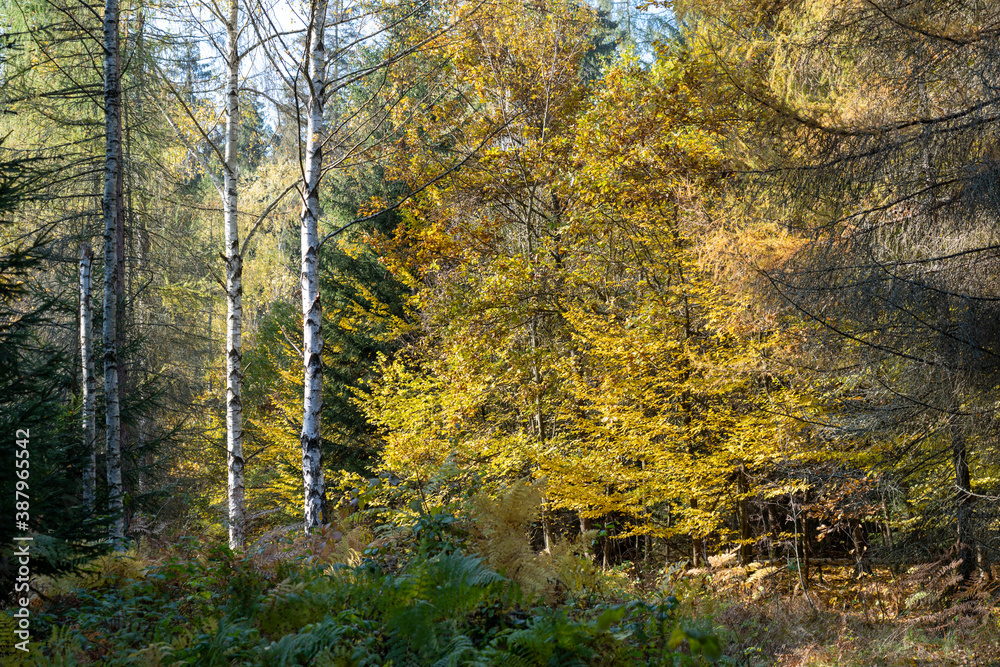 Herbst Sächsische Schweiz Sachsen Blätter Felsen Wald Weg Spazieren Spaziergang Autumn