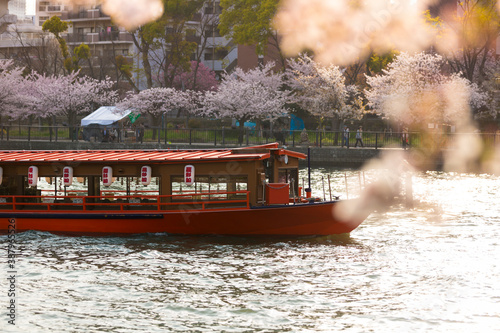 大川の桜と屋形船 photo