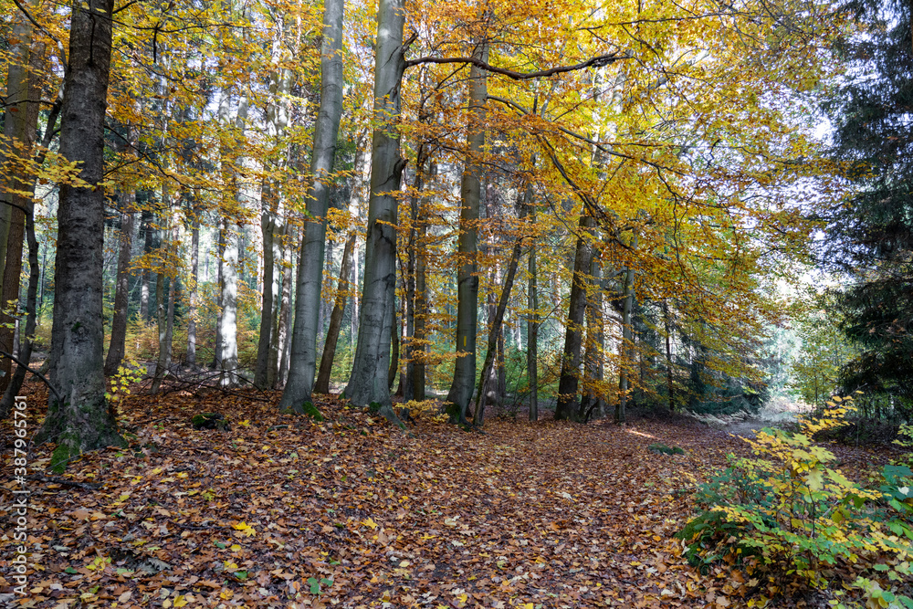 Herbst Sächsische Schweiz Sachsen Blätter Felsen Wald Weg Spazieren Spaziergang Autumn Herbst Sächsische Schweiz Sachsen Blätter Felsen Wald Weg Spazieren Spaziergang Autumn